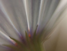 Flower 9